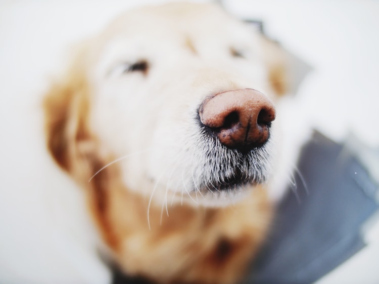 2月金毛幼犬吃多少,俩月金毛一次吃多少插图