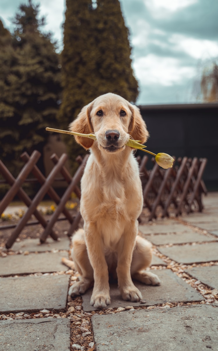 秋田犬多少钱一个,一般的秋田犬多少钱插图