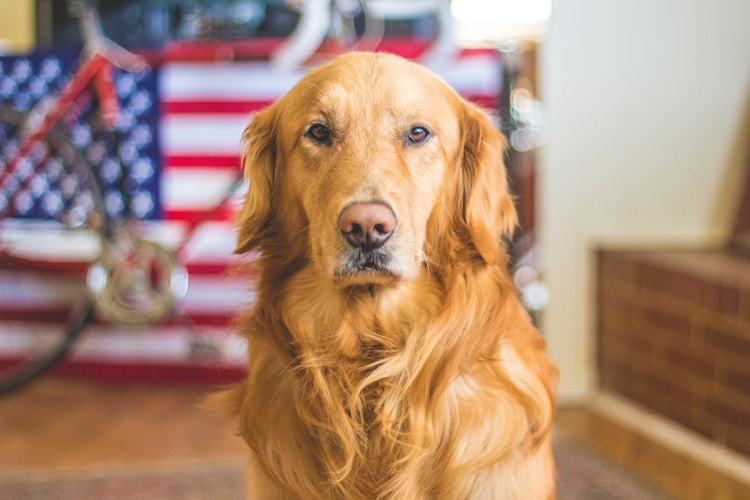 德国警犬品种大全图,德国警犬插图2