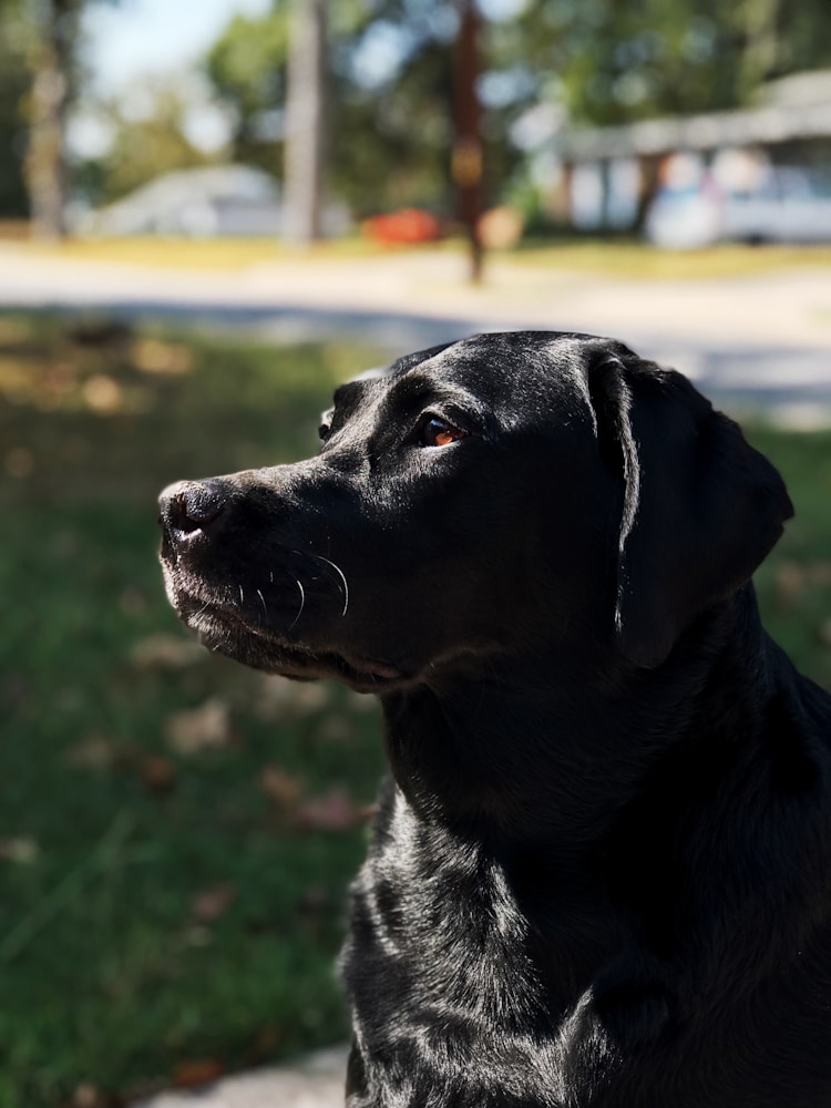 黑色拉布拉多犬市场价格多少钱,黑色拉布拉多犬多少钱一只成年全犬插图