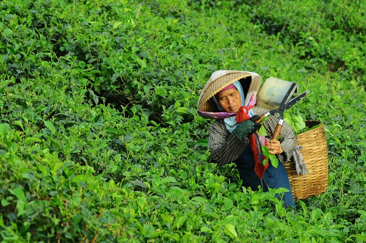 茶杯寿命一般是多少年,茶杯寿命一般是多少年的插图