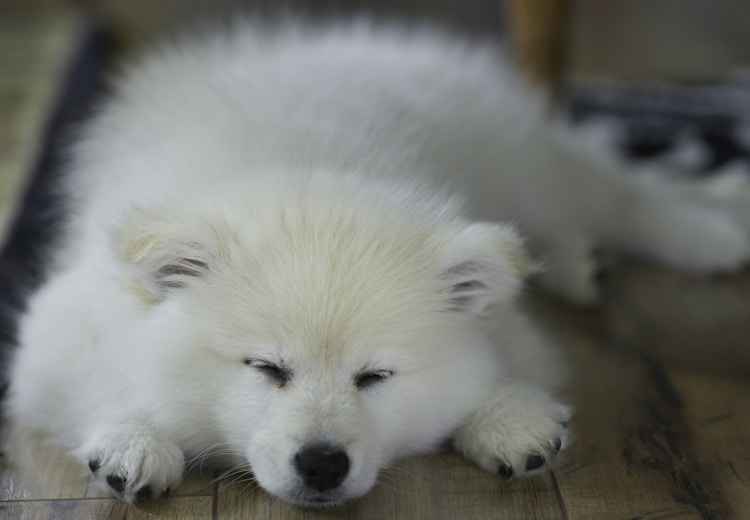 萨摩耶犬值多少钱一只,萨摩耶狗多少钱一只萨摩耶犬插图