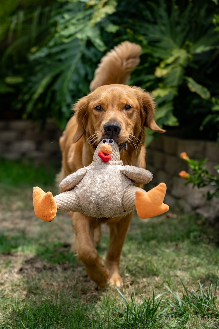 金毛幼犬,金毛幼犬怎么喂养插图