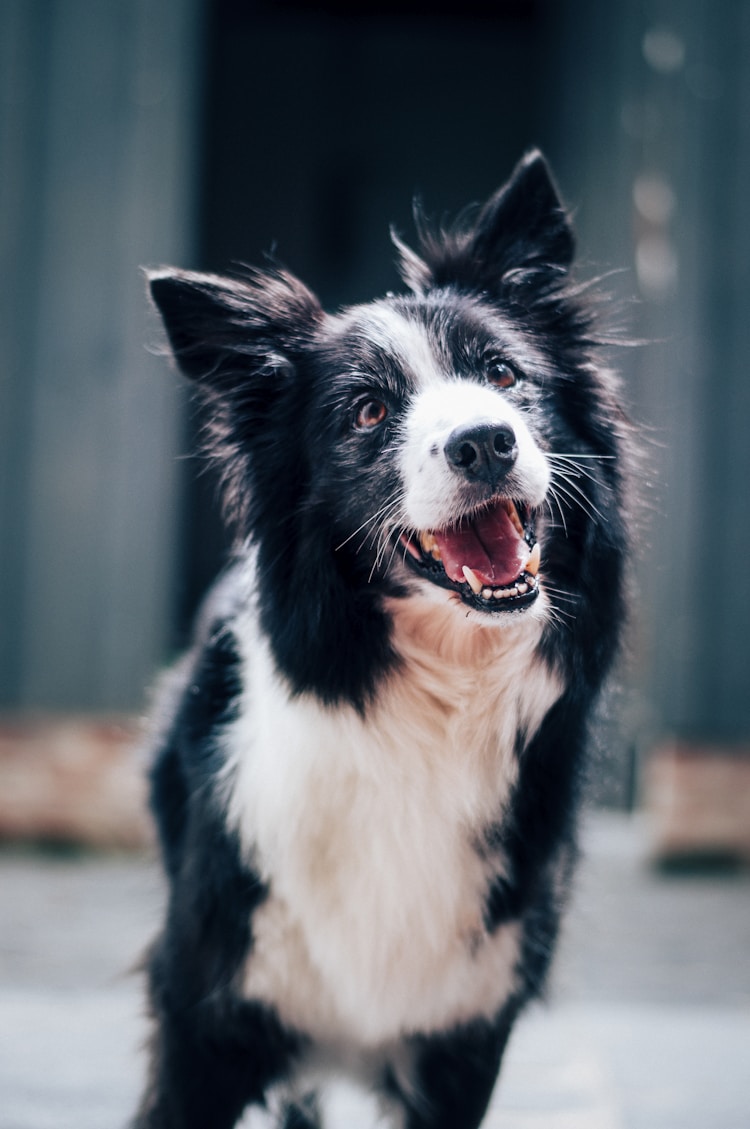 全国沙皮狗价格详解,沙皮犬多少钱插图