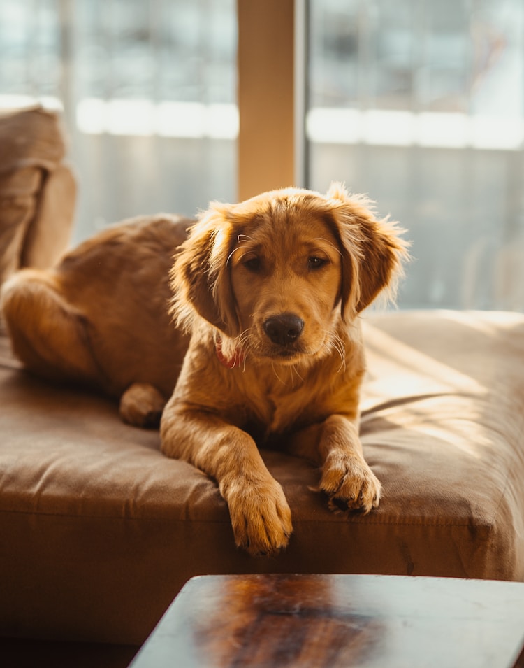 犬的品种有多少种,犬的品种都有哪些插图