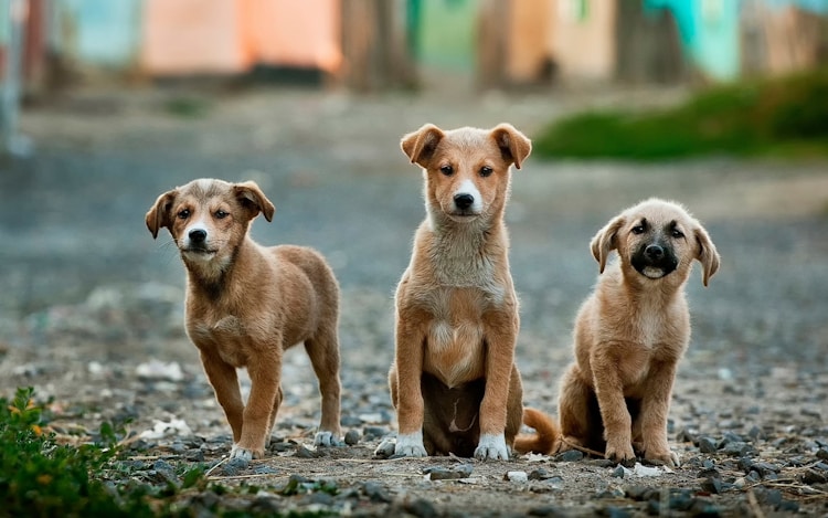 阿拉斯加成年一顿要吃多少狗粮,阿拉斯加成年犬一天吃多少插图