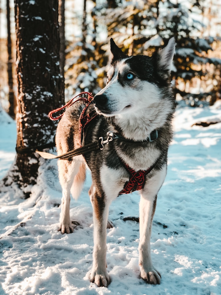 雪橇犬多少钱一条,雪橇犬多少钱一只幼犬插图