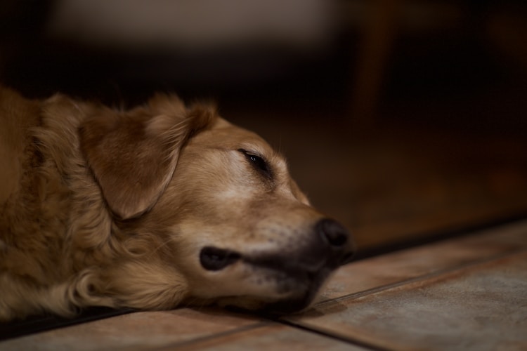 幼犬金毛的价格,金毛幼犬插图