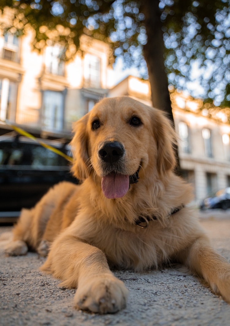 最好的金毛狗多少钱,最贵金毛犬多少钱一只啊插图2