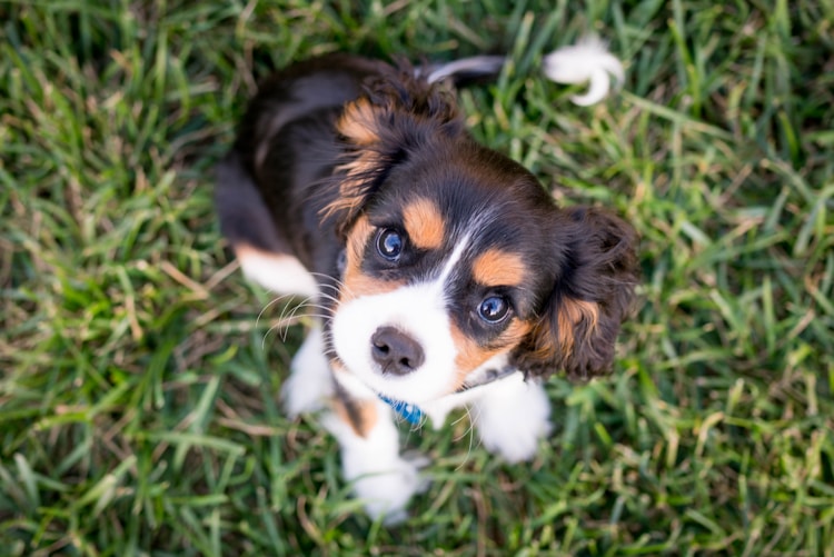 幼犬 呼吸频率,幼犬一分钟呼吸多少次算正常插图