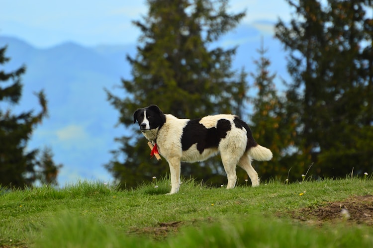 牧羊犬带项圈,牧羊犬的绳多少钱插图