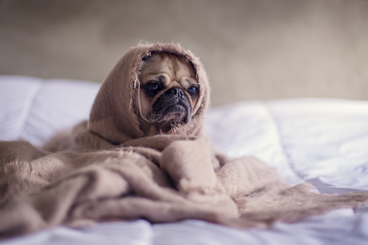 博美小型犬,博美小型犬能长多大插图