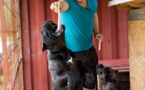 卡斯罗犬多少元一只,卡斯罗犬多少钱一只市场价