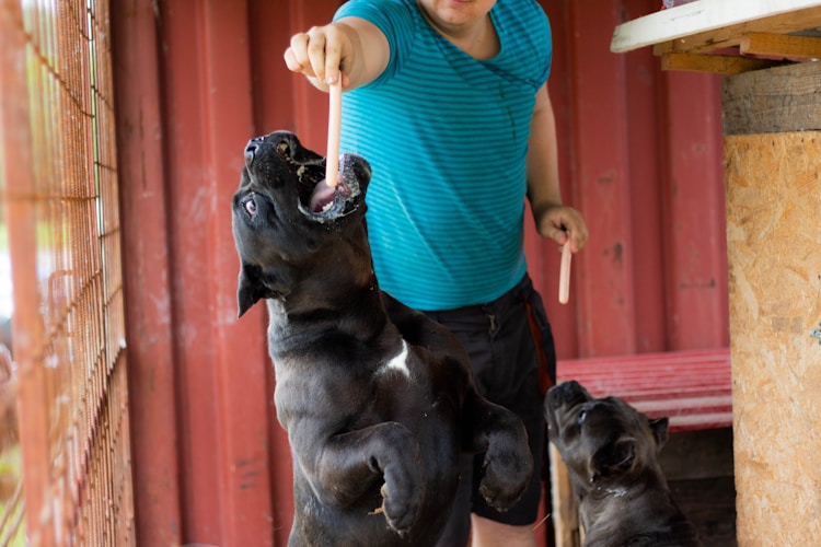 卡斯罗犬多少元一只,卡斯罗犬多少钱一只市场价插图