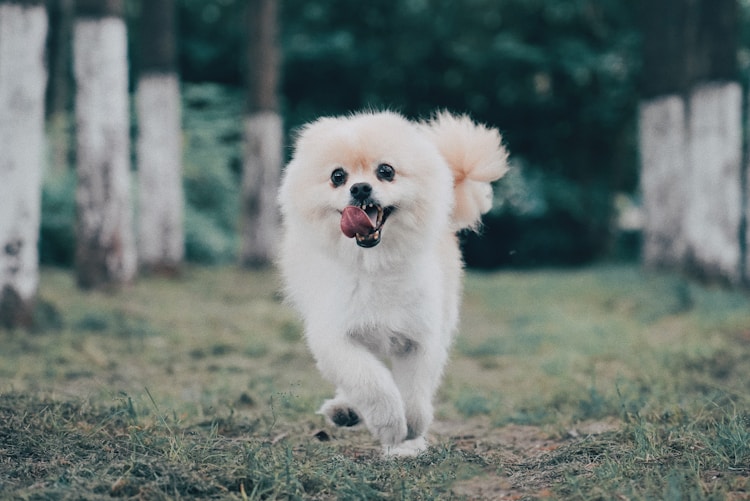 博美狗狗大概多少钱一只,博美犬成年多少斤插图