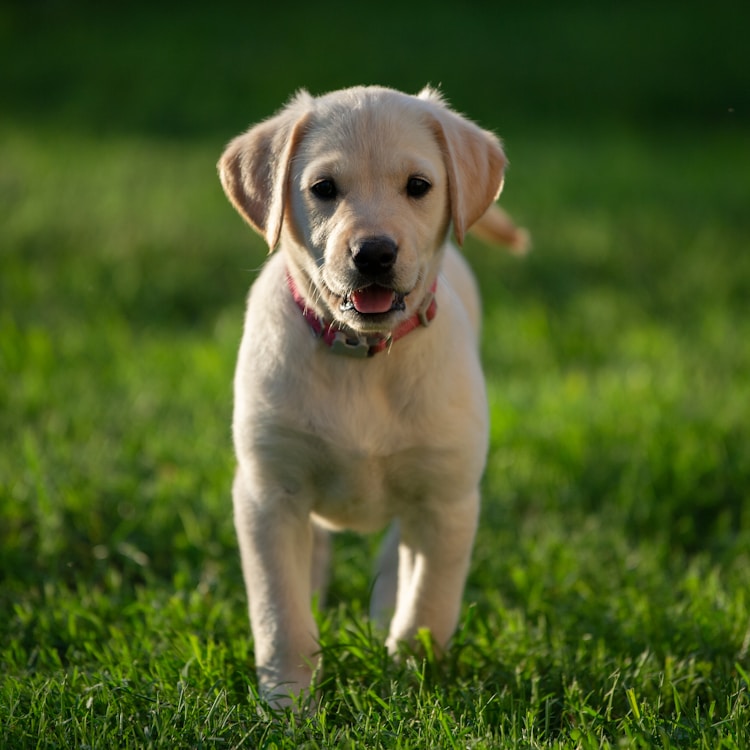 成犬拉布拉多一天喂几次,成年拉布拉多犬一天吃多少插图