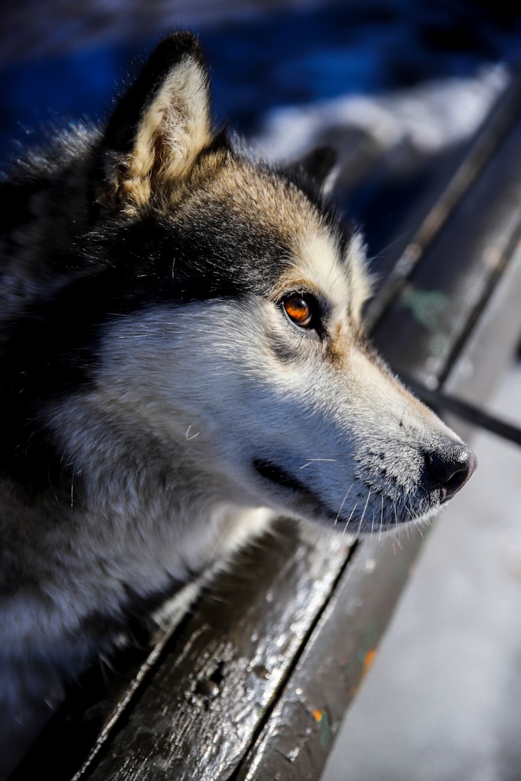 墨黑狼犬是什么品种,黑狼犬和墨界犬的区别插图2