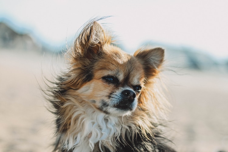 一只普通蝴蝶狗多少钱一只啊,蝴蝶犬几块钱插图2