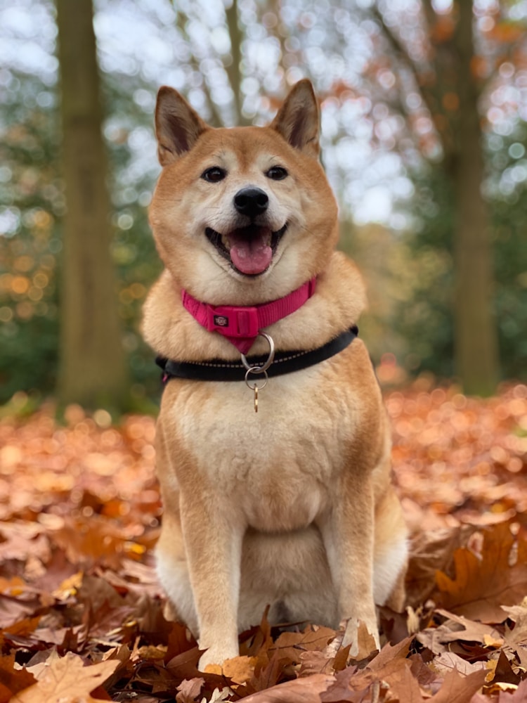 秋田犬多少钱一只幼崽,秋田犬多少块钱一只啊插图