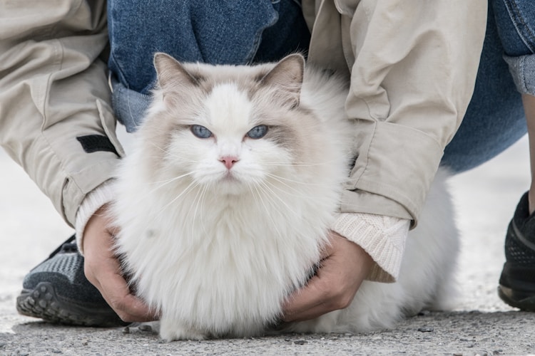 北美布偶猫,布偶在美国是流浪猫吗插图