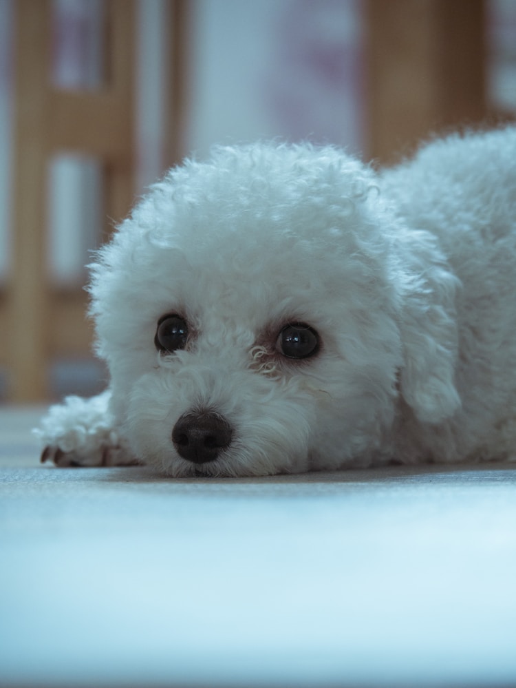 贵宾犬一般吃多少狗粮合适,贵宾犬吃多少合适插图2