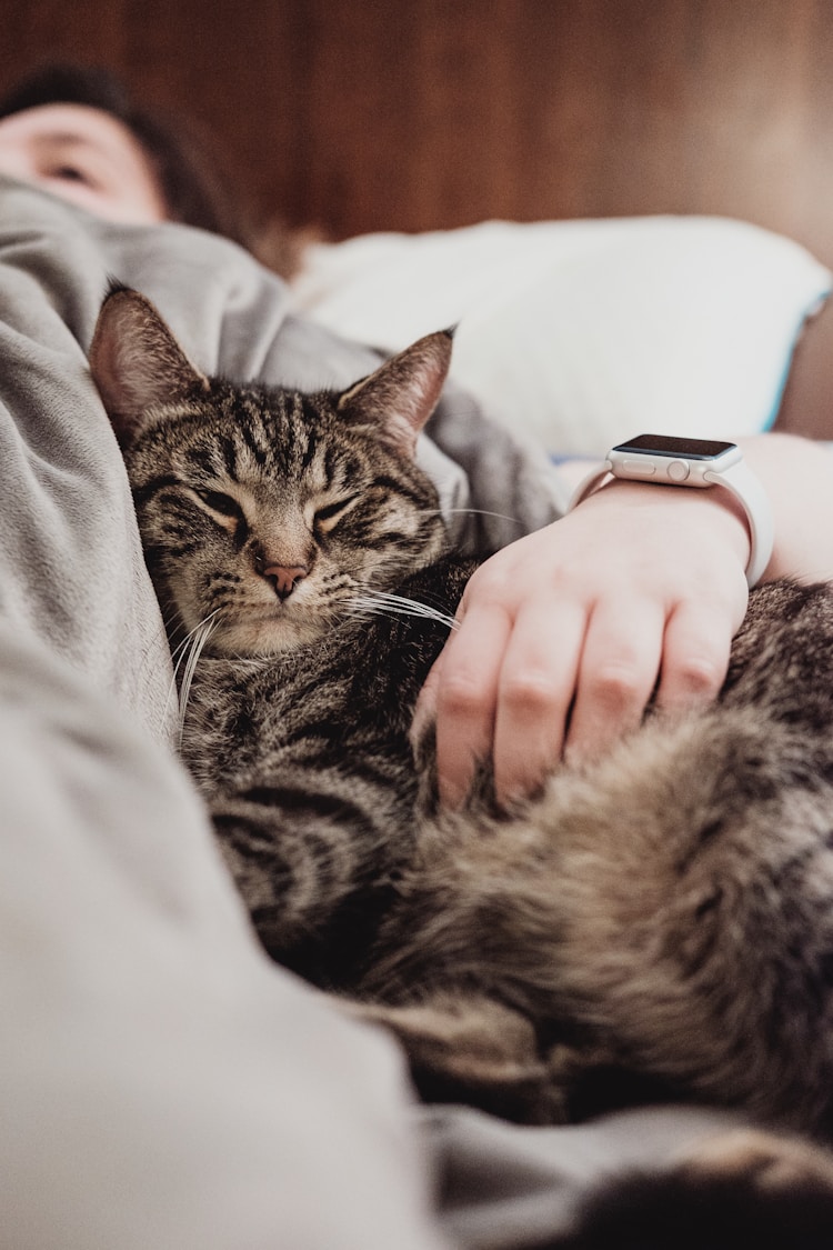 猫怀孕食量增加多少正常,猫怀孕是不是吃的多插图