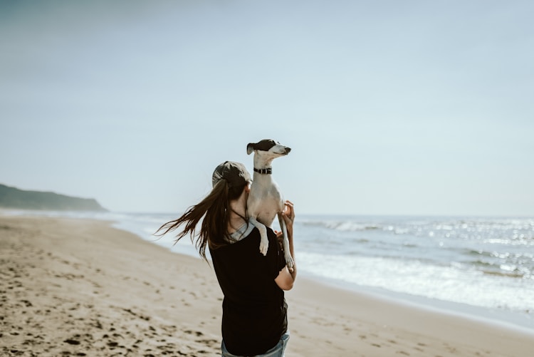 一只茶杯犬有多少元人民币,一只茶杯犬有多少元插图