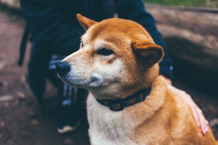 柴犬幼崽多少钱,柴犬幼犬多少钱一只哪里有卖插图