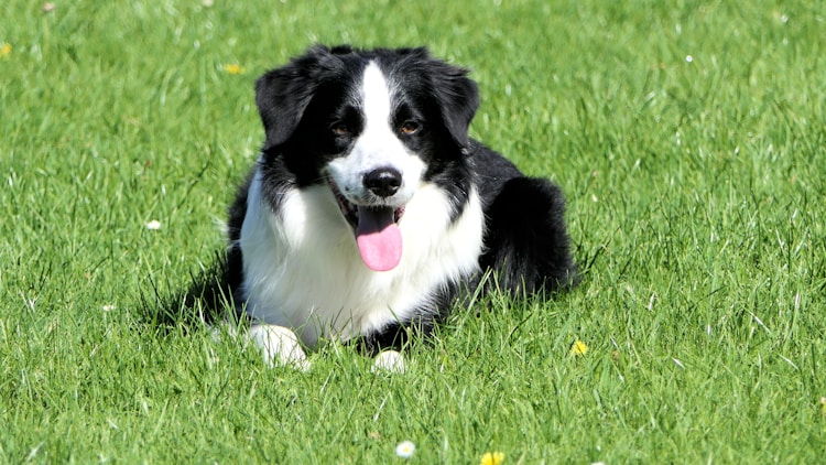 边境牧羊犬喂食标准,边境牧羊犬幼犬吃什么狗粮插图