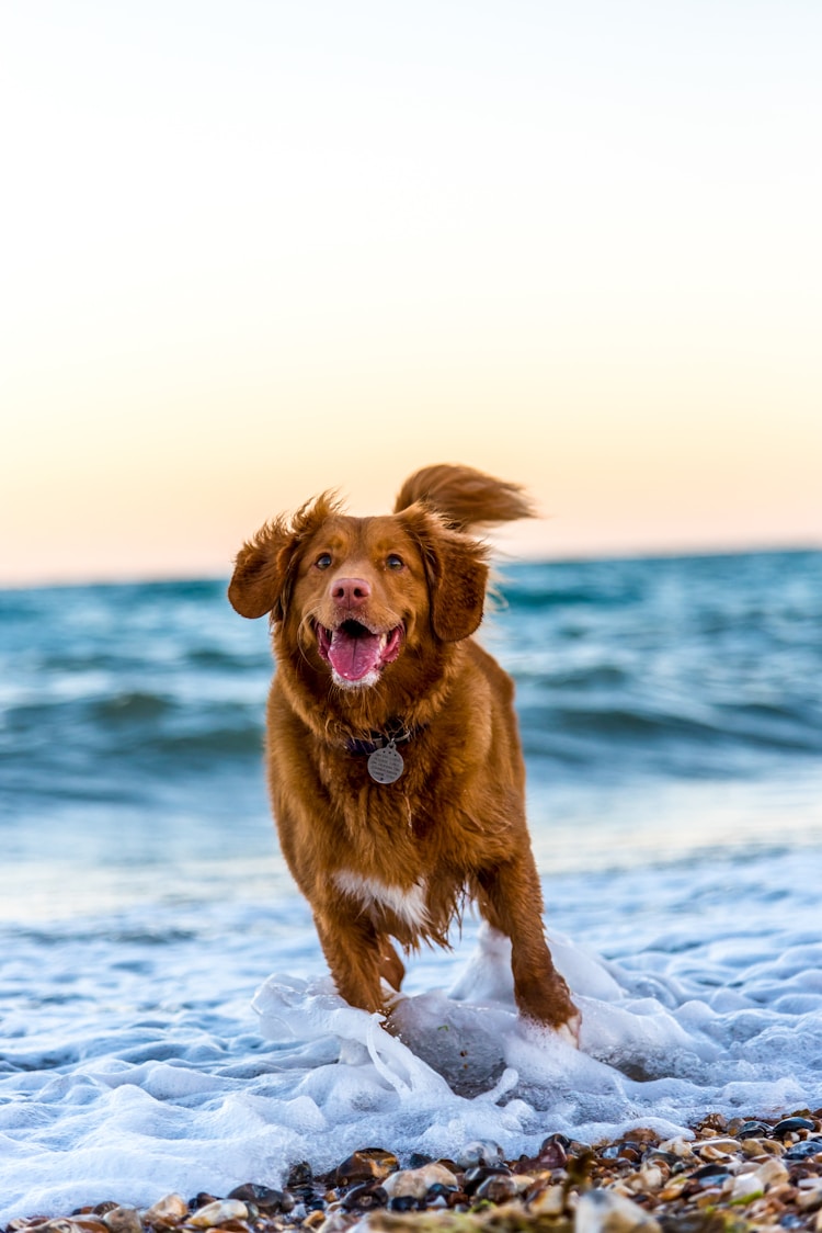 给柴犬配种多少钱,柴犬配种多少钱一次插图