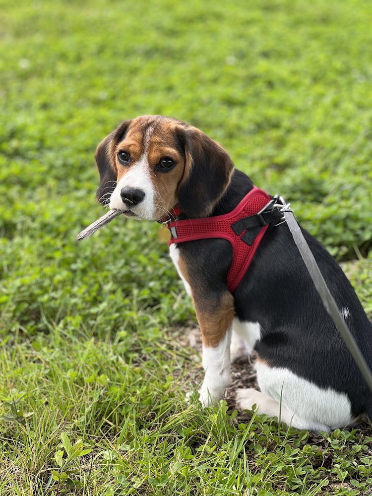 比格犬一天吃多少合适,比格犬一天吃多少克插图2