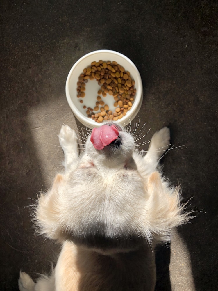 狗粮怎么喂食,狗粮饲喂插图2