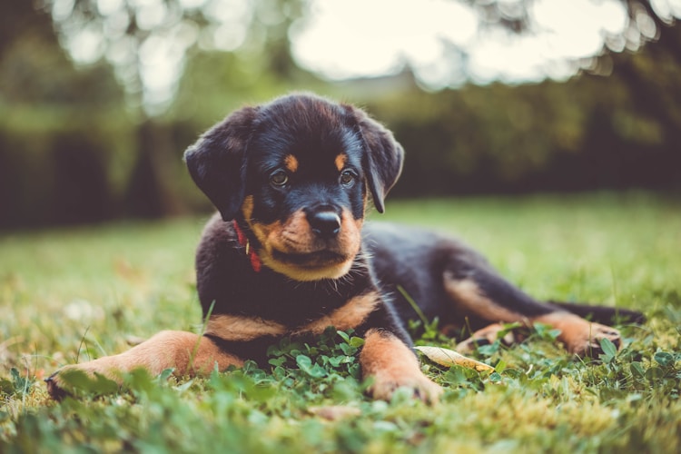 罗威纳成年犬一顿吃多少,罗威纳一餐吃多少插图