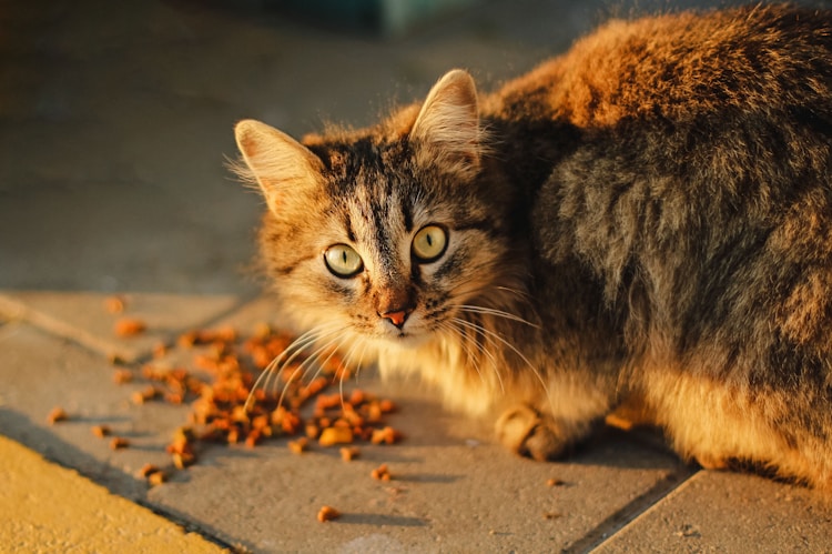 蓝猫一次吃多少猫粮,蓝猫一天喂多少合适插图