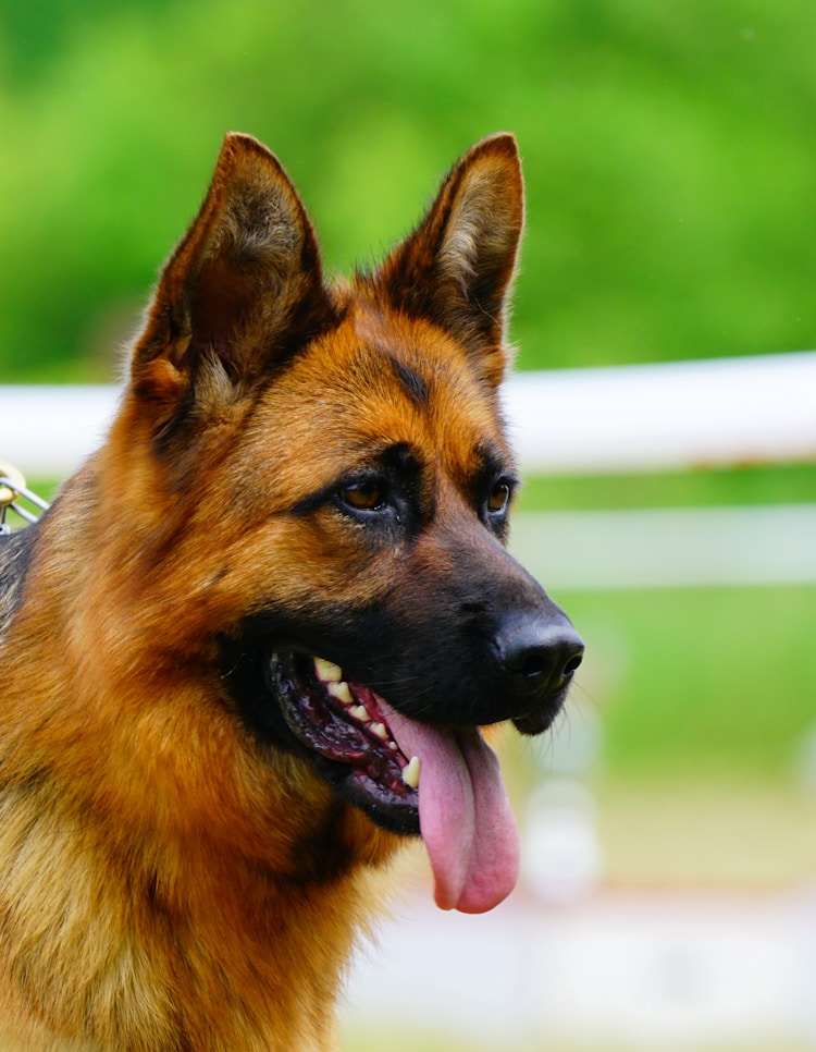 一只德牧犬多少钱一个月,一只德牧犬多少钱一个插图