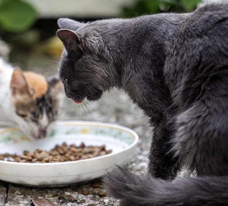 一个月小猫一次喂多少钱猫粮,一个月小猫每次喂多少插图2