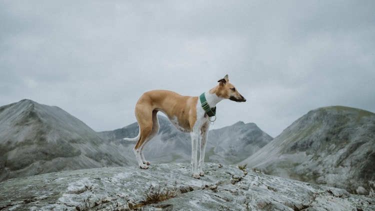 箭毛猎犬多少钱一只,西藏猎犬多少钱一只插图