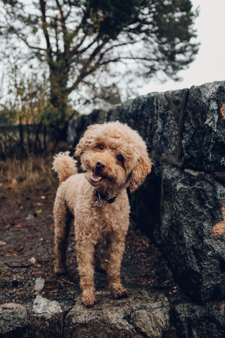 牧羊犬拉血治疗需要多少钱,牧羊犬便血怎么回事插图