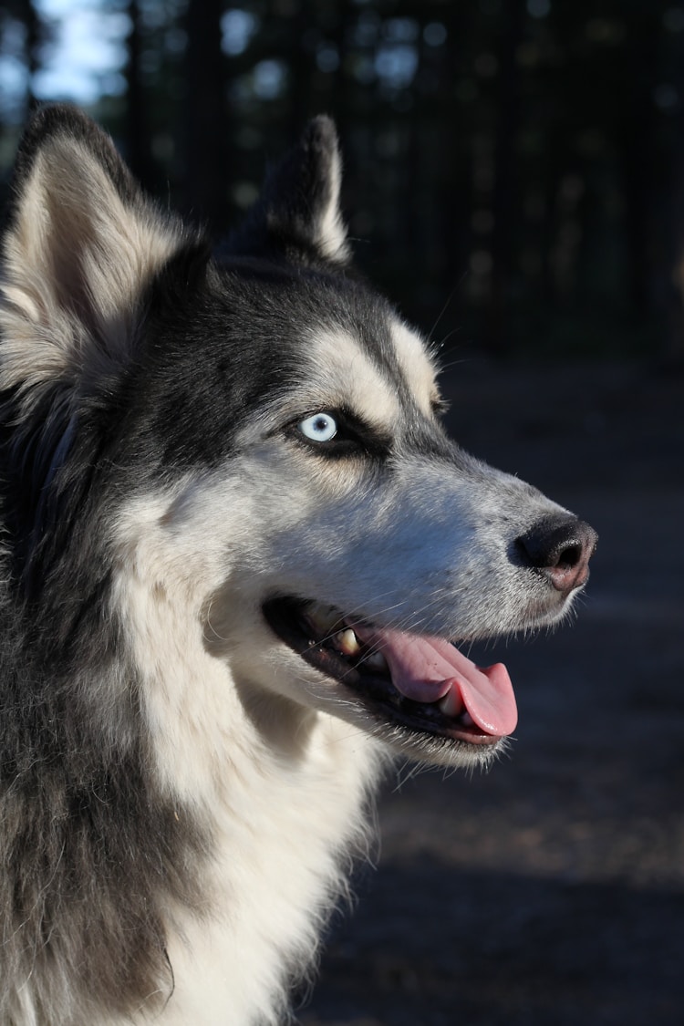 纯种的哈士奇多少钱一只啊,纯种哈士奇成犬多少钱一只插图