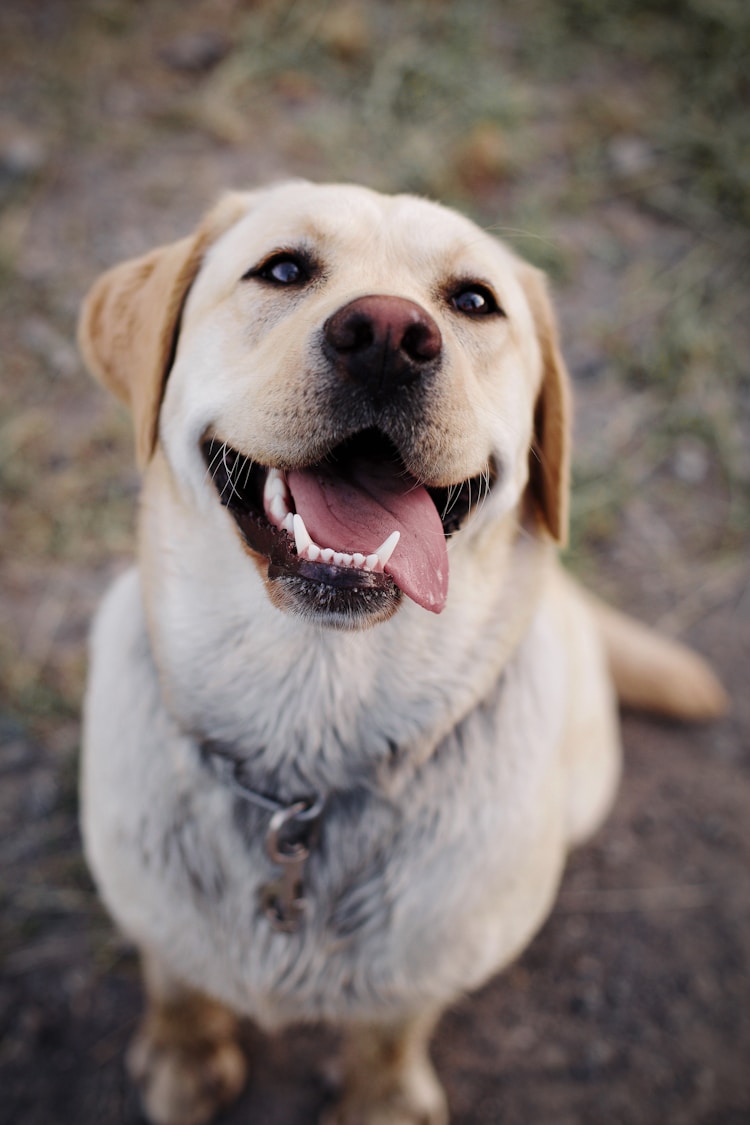 拉多拉布犬多少钱,拉布拉多犬价格多少钱一只黑色插图