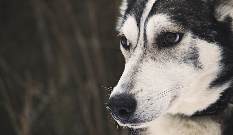 阿拉斯加犬能卖多少钱一只幼犬,阿拉斯加犬售卖插图