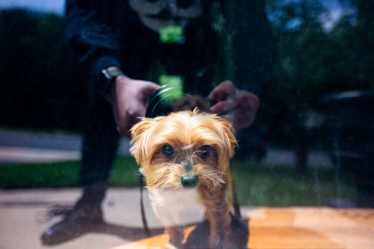 太迪犬生后多少天断奶,太迪出生多久可以打疫苗插图