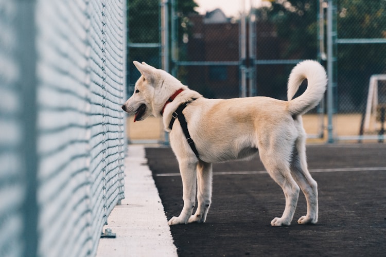 秋田一个月吃多少狗粮正常,秋田犬一个月的时候应该吃什么插图2