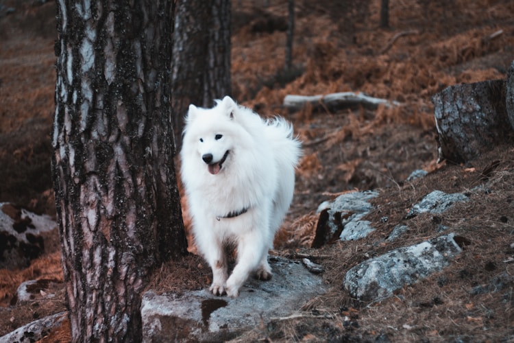 萨摩耶犬一次喂多少,萨摩耶的价格多少钱一只插图