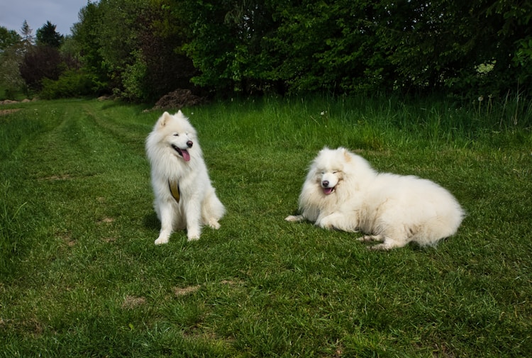 纯种萨摩耶幼犬多少钱一只,一只萨摩耶多少钱插图