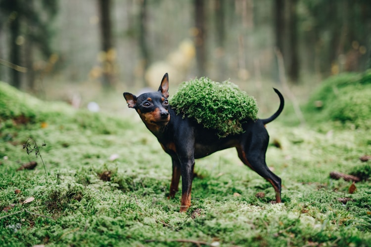 杜宾和红犬区别,红杜宾多少钱插图2