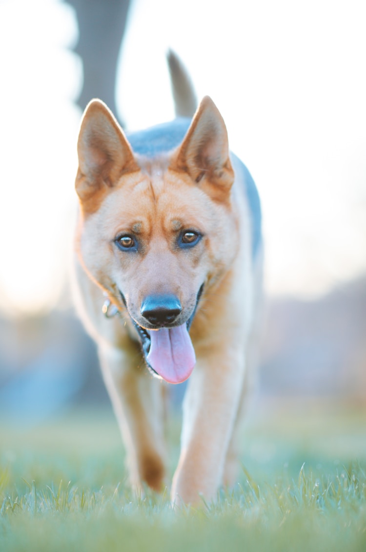 哈士奇纯种幼犬多少钱一只,哈士奇纯种幼犬价格多少钱一只插图2