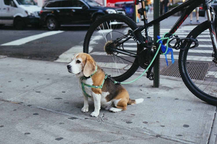 一岁的比格犬一天吃多少合适,比格犬喂食标准表插图