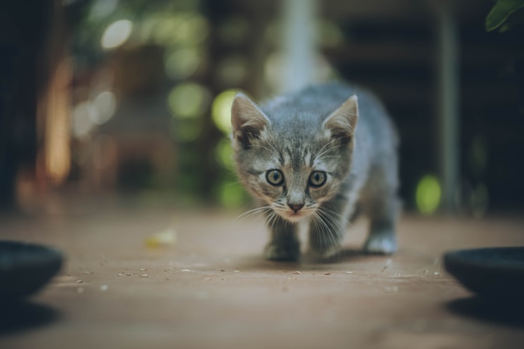 田园玄猫一只多少钱,一只中华田园猫多少钱插图