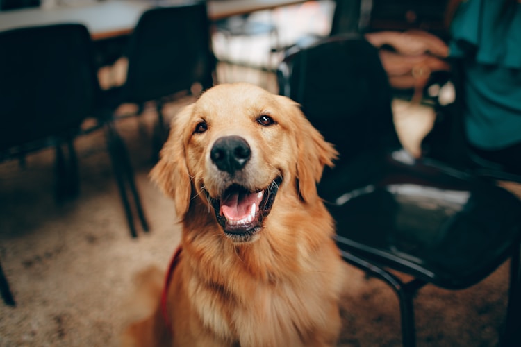 金毛犬养公的好还是母的好,金毛犬好养吗多少钱一只幼犬插图2